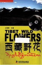 西藏之美 西藏野花
