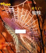 生命的故事 诞生了!蜘蛛