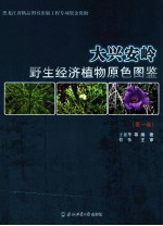 大兴安岭野生经济植物原色图鉴 第1卷
