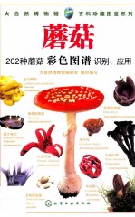 蘑菇