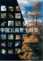 中国云南野生鸟类