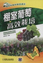 棚室葡萄 高效栽培