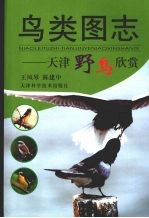 鸟类图志 天津野鸟欣赏