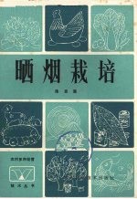 晒烟栽培