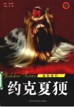 约克夏（犭更） 金色宝石