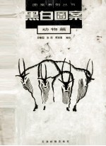 黑白图案 动物篇