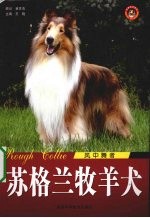 苏格兰牧羊犬 风中舞者