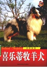 喜乐蒂牧羊犬犬中女王
