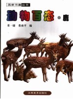 动物百态 鹿