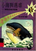 小海狮遇难
