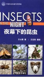 奇妙的昆虫世界 夜幕下的昆虫