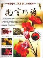 花言巧语 上 彩图版