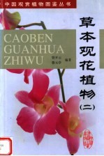 草本观花植物 2