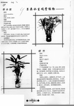 另类水生观赏植物 旱伞草 棕竹 水培花卉 琴叶喜林芋 海芋