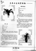另类水生观赏植物 吊兰 带兜兰 水培花卉 鸭跖草 吊竹梅
