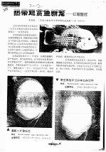 热带观赏鱼:红尾皇冠
