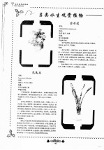 另类水生观赏植物 虎尾兰 宝石花