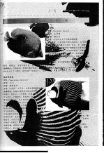 海水观赏鱼 热带鱼的品种及饲养