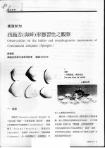 西施舌 海蚌 形态习性之观察