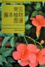 常见藤本植物图谱