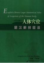 英汉对照 人体穴位层次解剖图谱