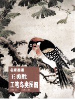 王勇胜工笔鸟类图谱 名家画谱