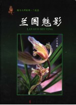 兰国魅影