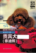 贵宾犬 泰迪熊