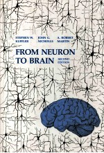 From neuron to brain:a cellular and molecular approach to the function of the nervous system (Secon