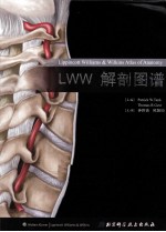 LWW解剖图谱