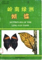 岭南绿洲蝴蝶