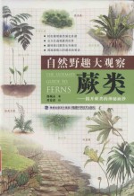自然野趣大观察 蕨类 揭开蕨类的神秘面纱