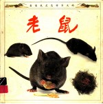 看看我是怎样长大的 老鼠