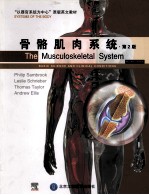 骨骼肌肉系统 英文版
