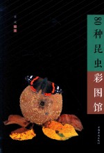 中侨彩图馆 80种昆虫彩图馆