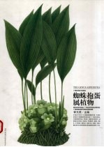 蜘蛛抱蛋属植物