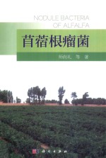苜蓿根瘤菌