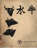 水牛