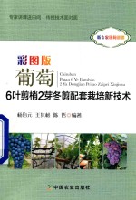 彩图版葡萄6叶剪梢2芽冬剪配套栽培新技术
