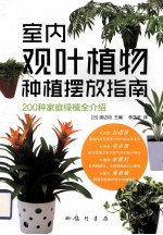 室内观叶植物种植摆放指南