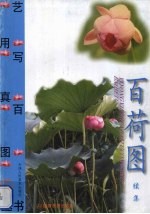 百荷图 续集