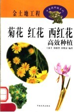 菊花 红花 西红花高效种植