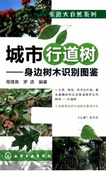 城市行道树 身边树木识别图鉴