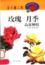 玫瑰 月季高效种植