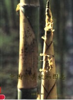 中国竹类植物图志