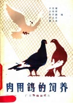肉用鸽的饲养