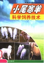 小尾寒羊科学饲养技术