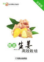 图说生姜高效栽培 全彩版