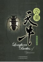 云南天牛