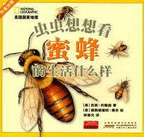 虫虫想想看 蜜蜂的生活什么样